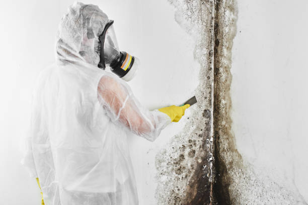 Best Commercial Mold Removal  in New Brighton, PA