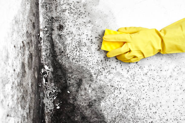 Best Certified Mold Removal  in New Brighton, PA