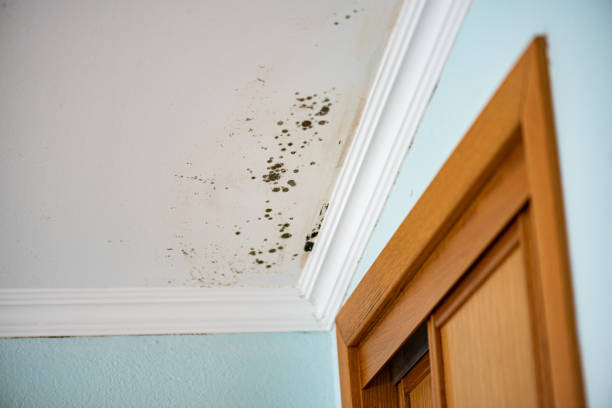 Best Attic Mold Removal  in New Brighton, PA