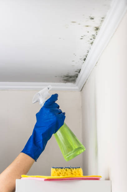 Office Mold Removal Services in New Brighton, PA
