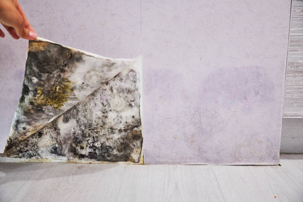 Best Mold Damage Repair  in New Brighton, PA